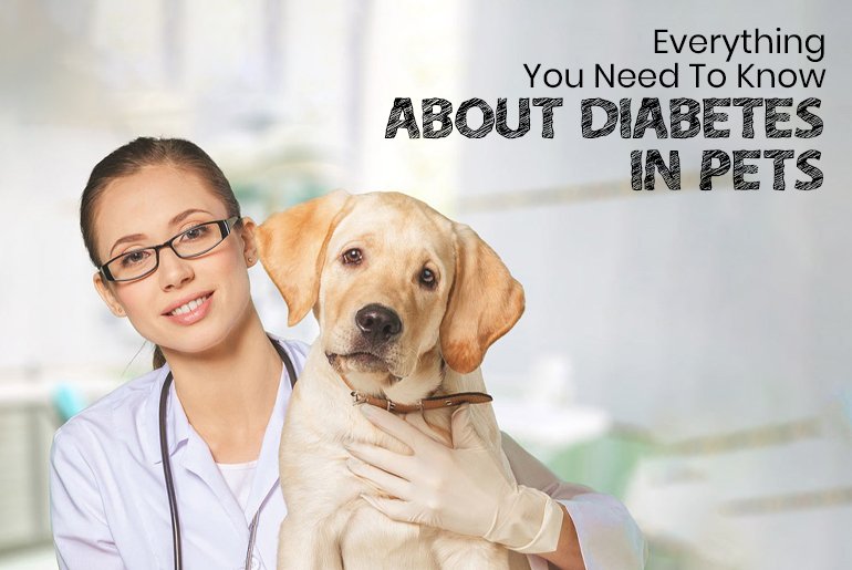 Everything You Need To Know About Diabetes In pets